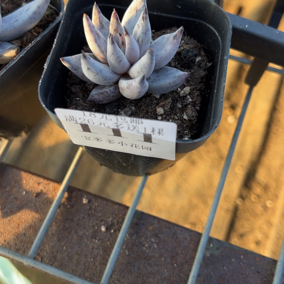 111号魔爪一物一拍满18包邮