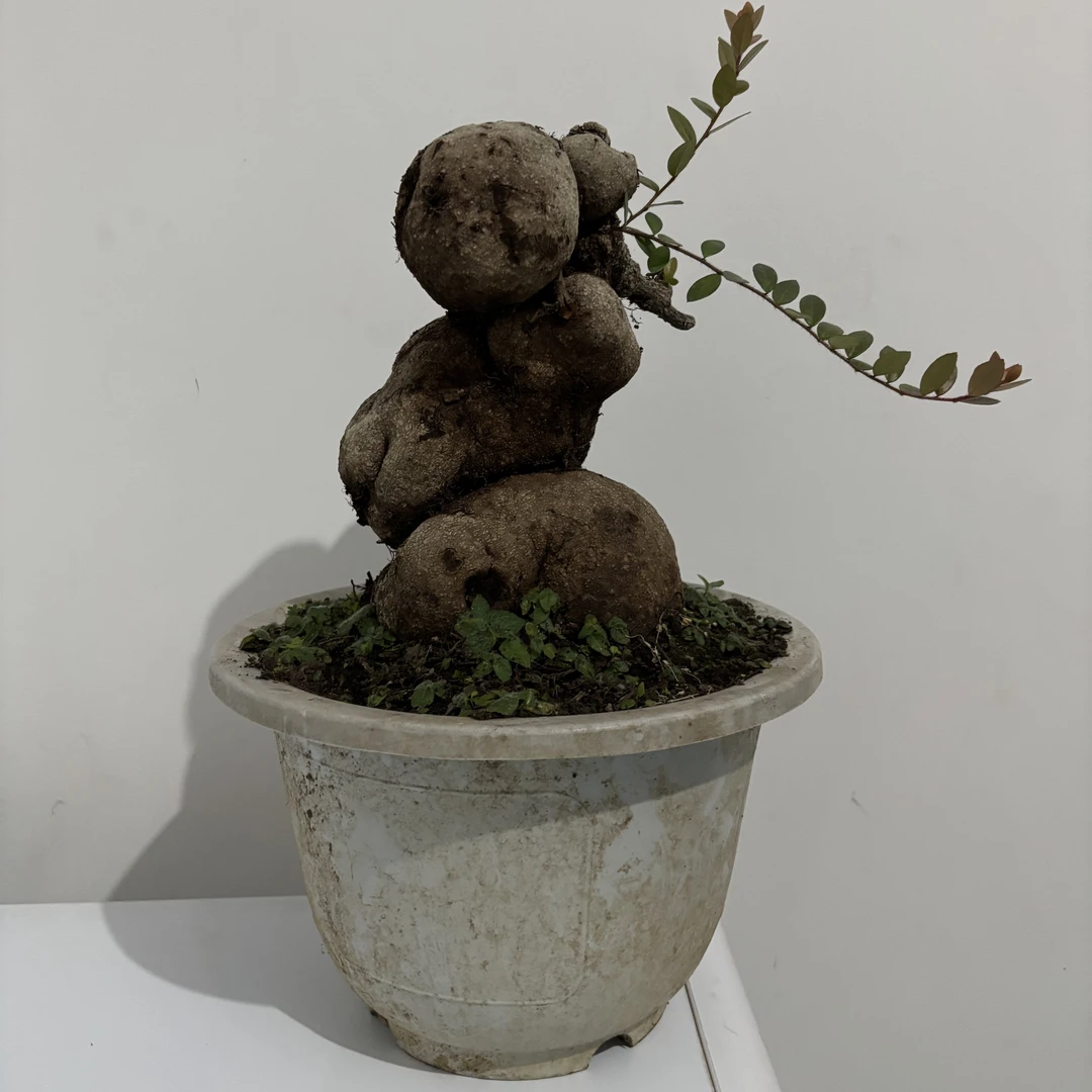 树萝卜又称五翅梅