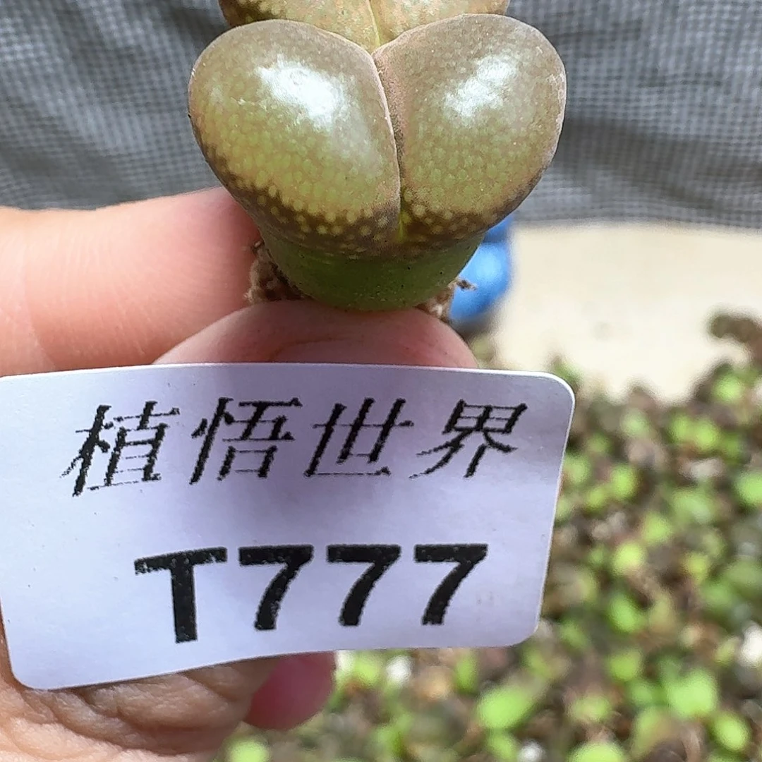 多肉植物的润泽额fv
