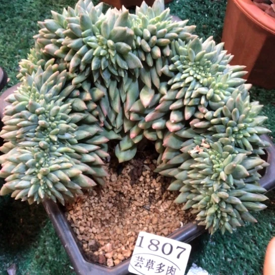 黑松露美人缀，1807，一物一拍