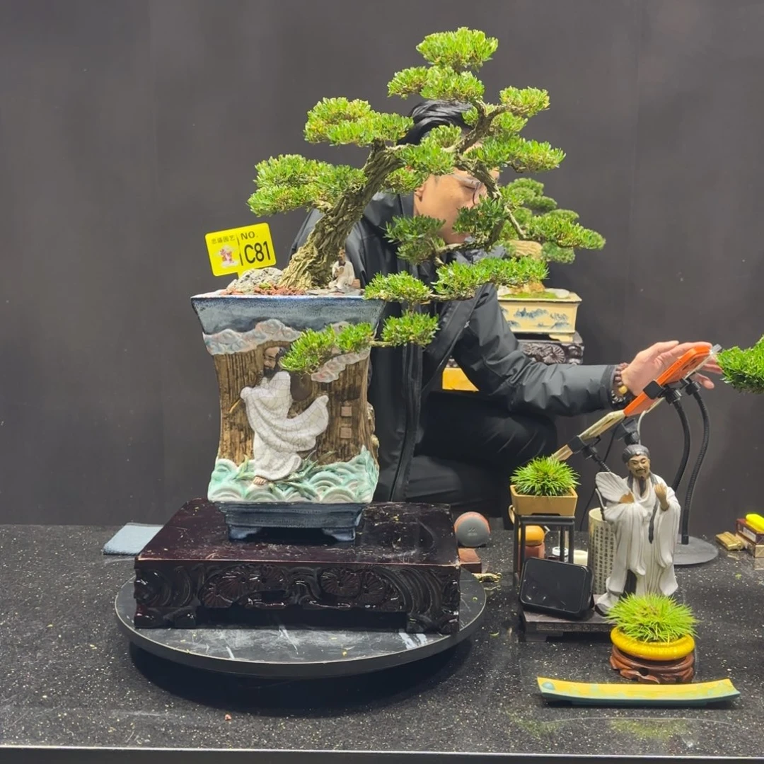 以实际为准黄杨室内室外盆景艺术