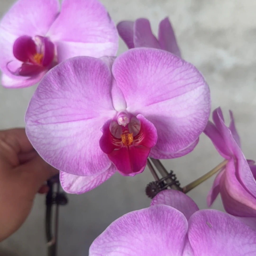 【喜乐】3.0寸 带花带花苞