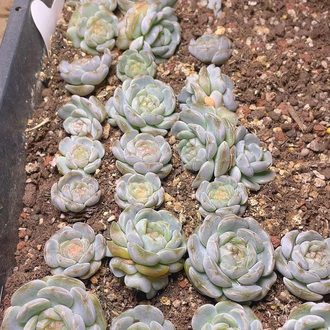 有***一多肉植物多肉植物28
