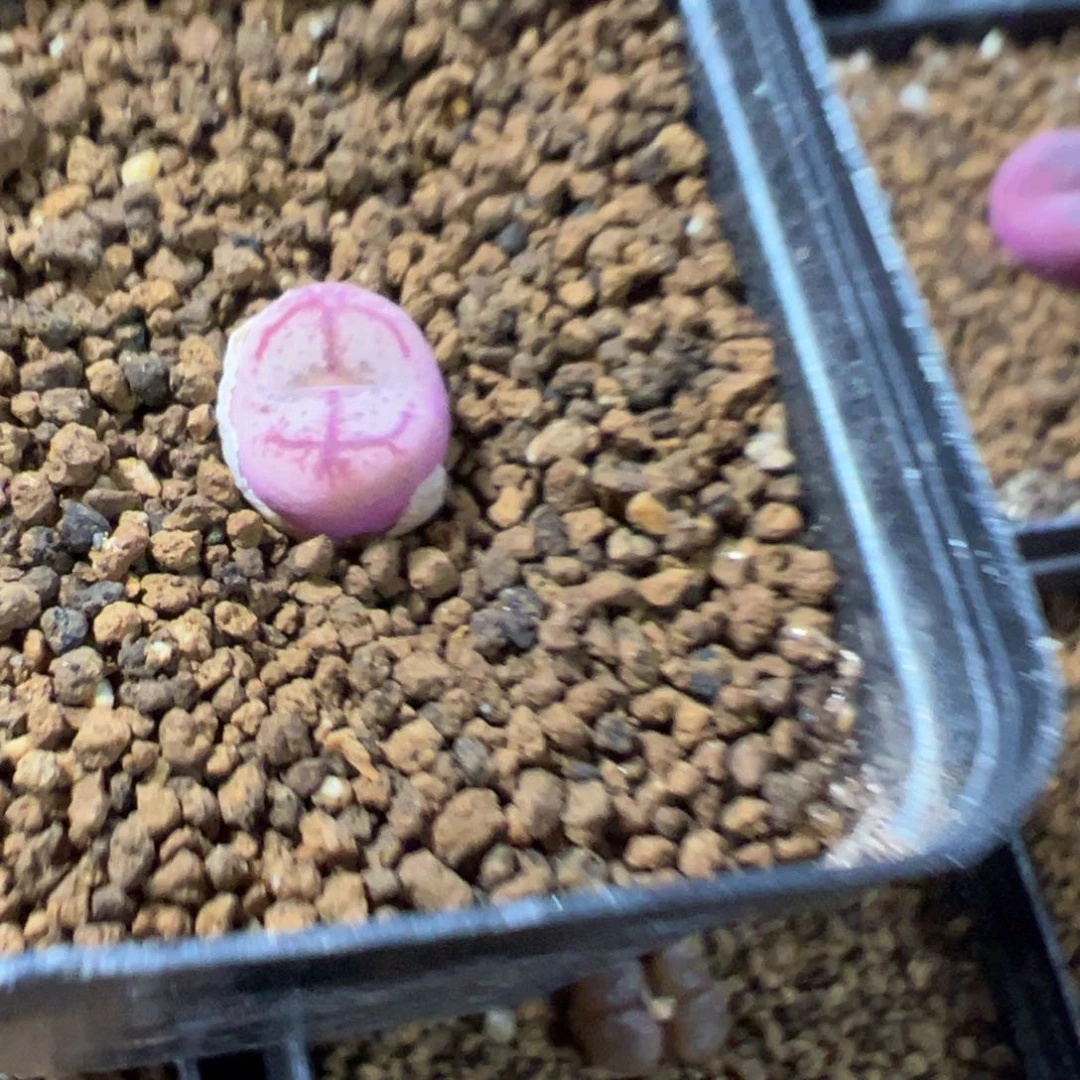 5-127肉锥多肉植物，