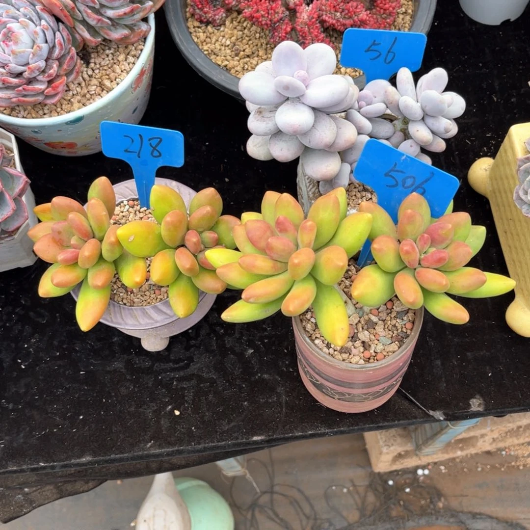 皎*506芒果奶多肉
