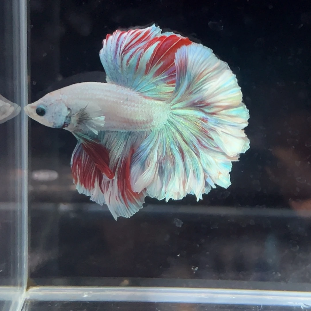 斗鱼20号这只尾展非常超