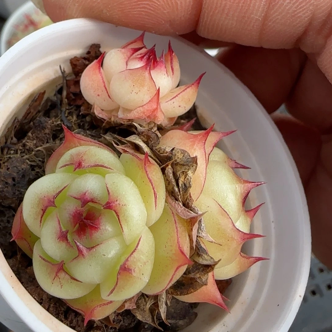 花语逸境0222-135