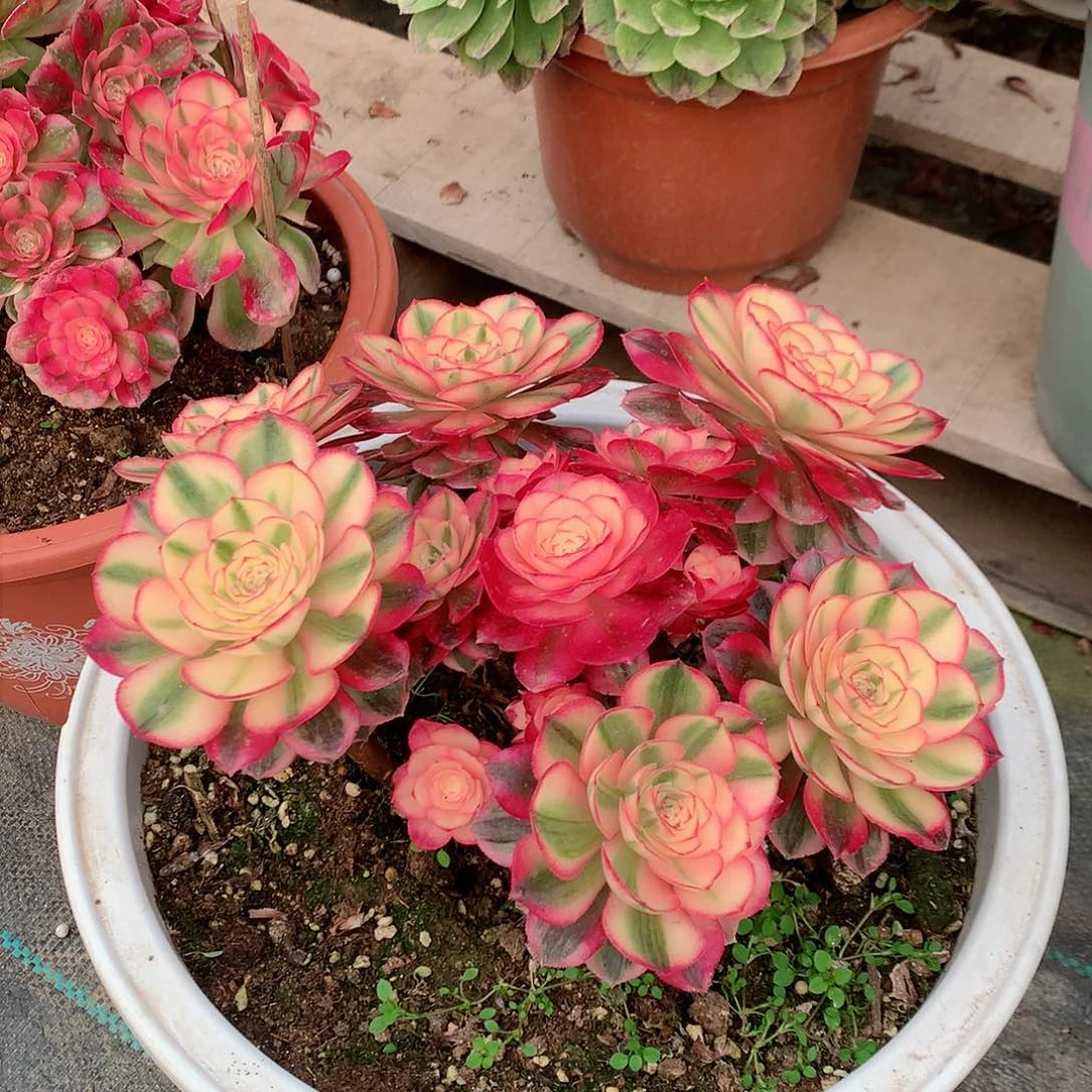 【闪购商品】自****…倾城，多肉