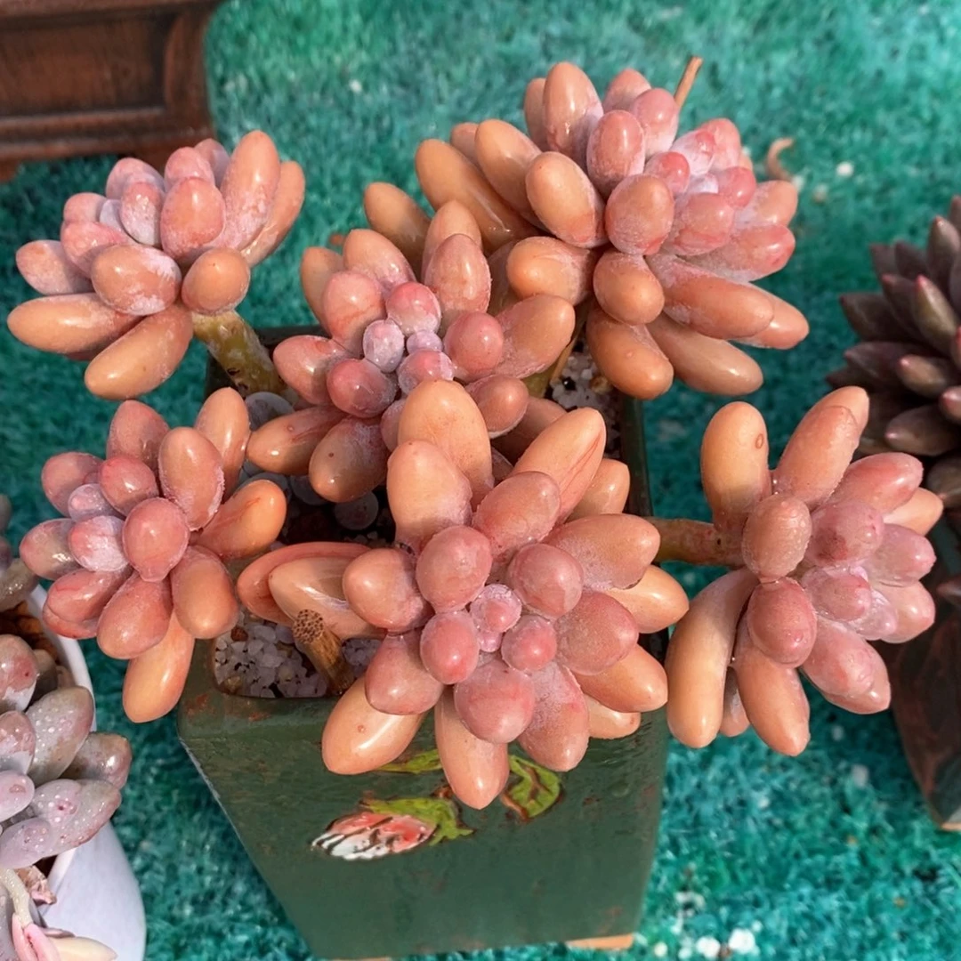 汤圆多肉植物盆栽