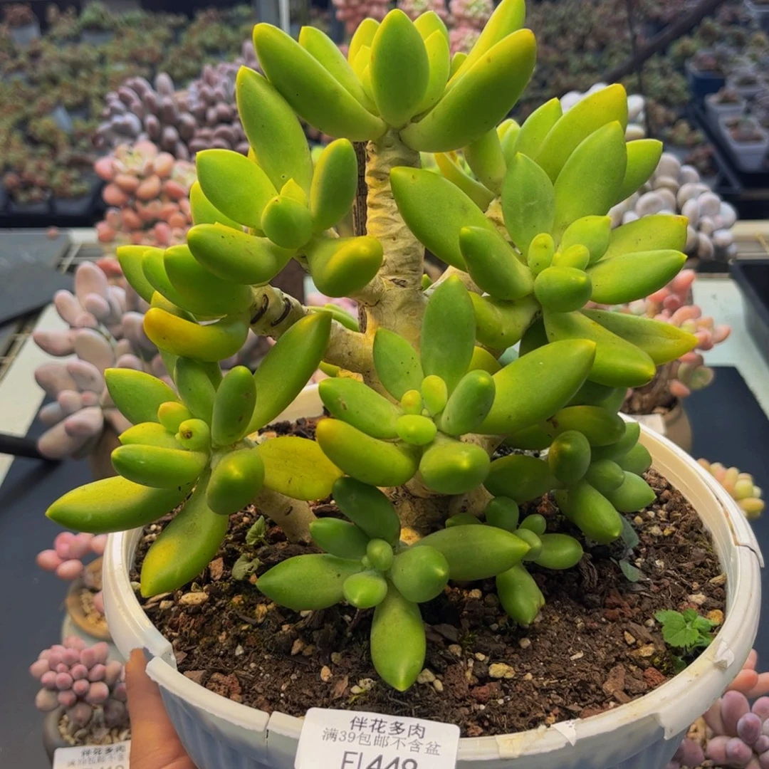 449-芒果奶多肉15cm