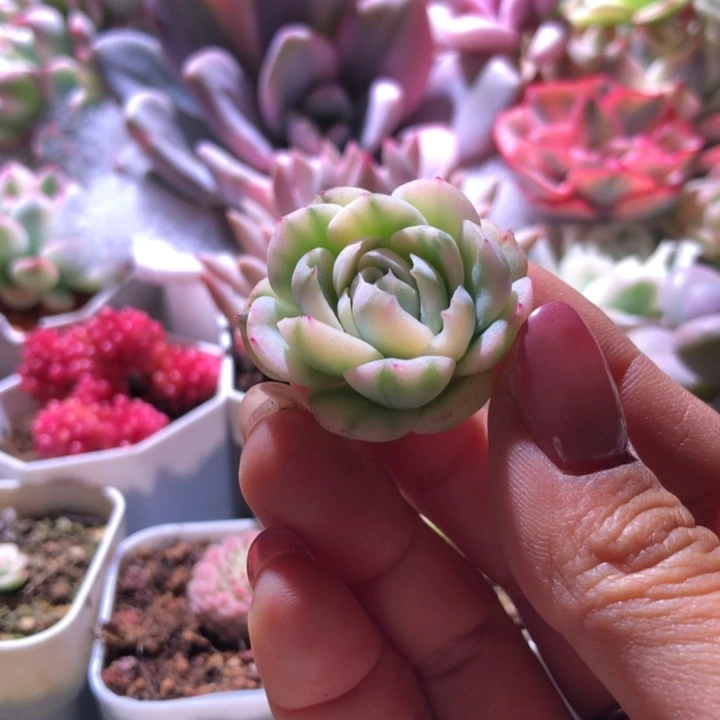 西瓜纹冰梅锦砍头