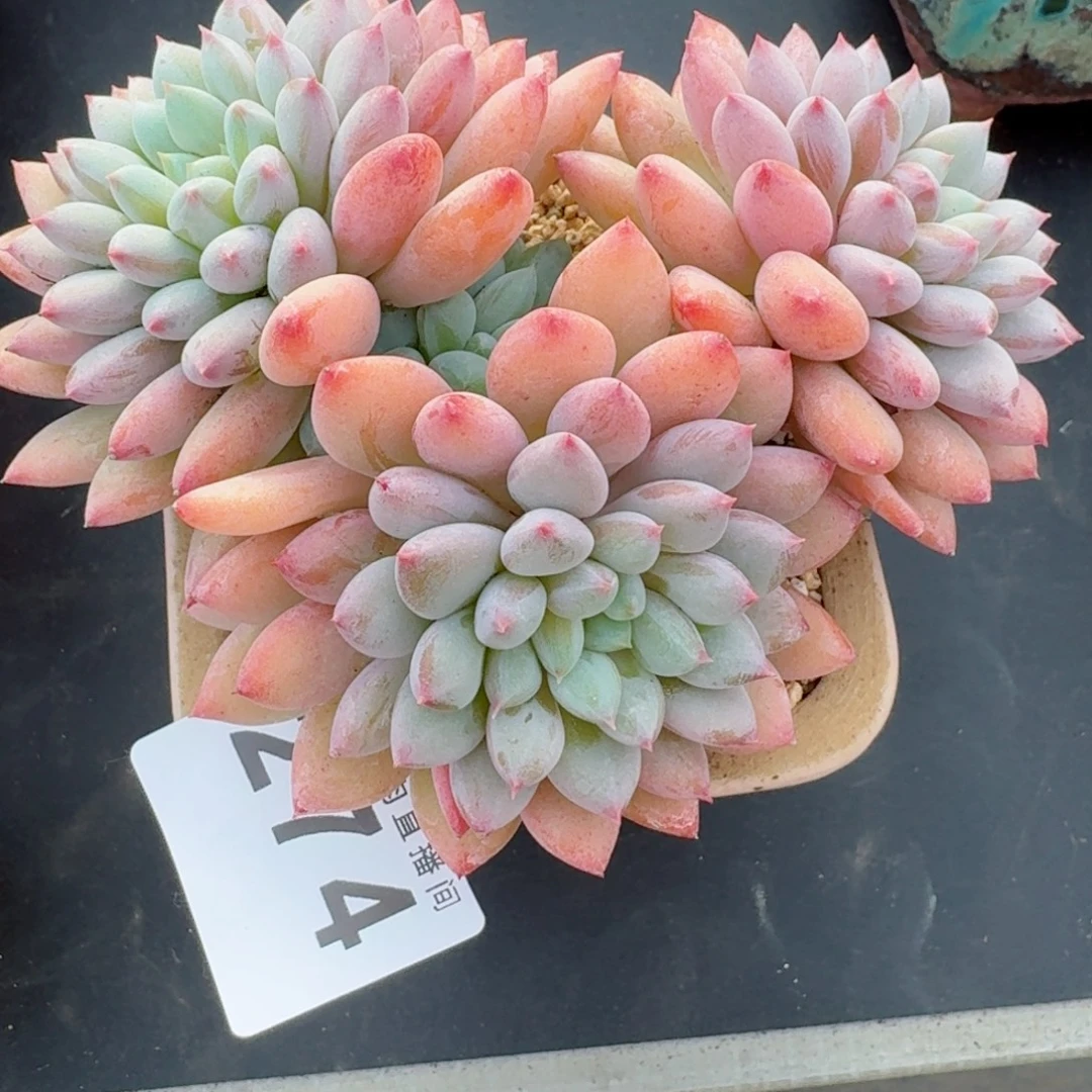 萌多莉      愿你一路坦途，乘风破浪展宏图