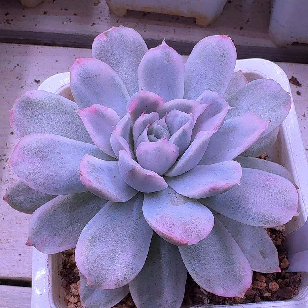 辛普森锦多肉植物
