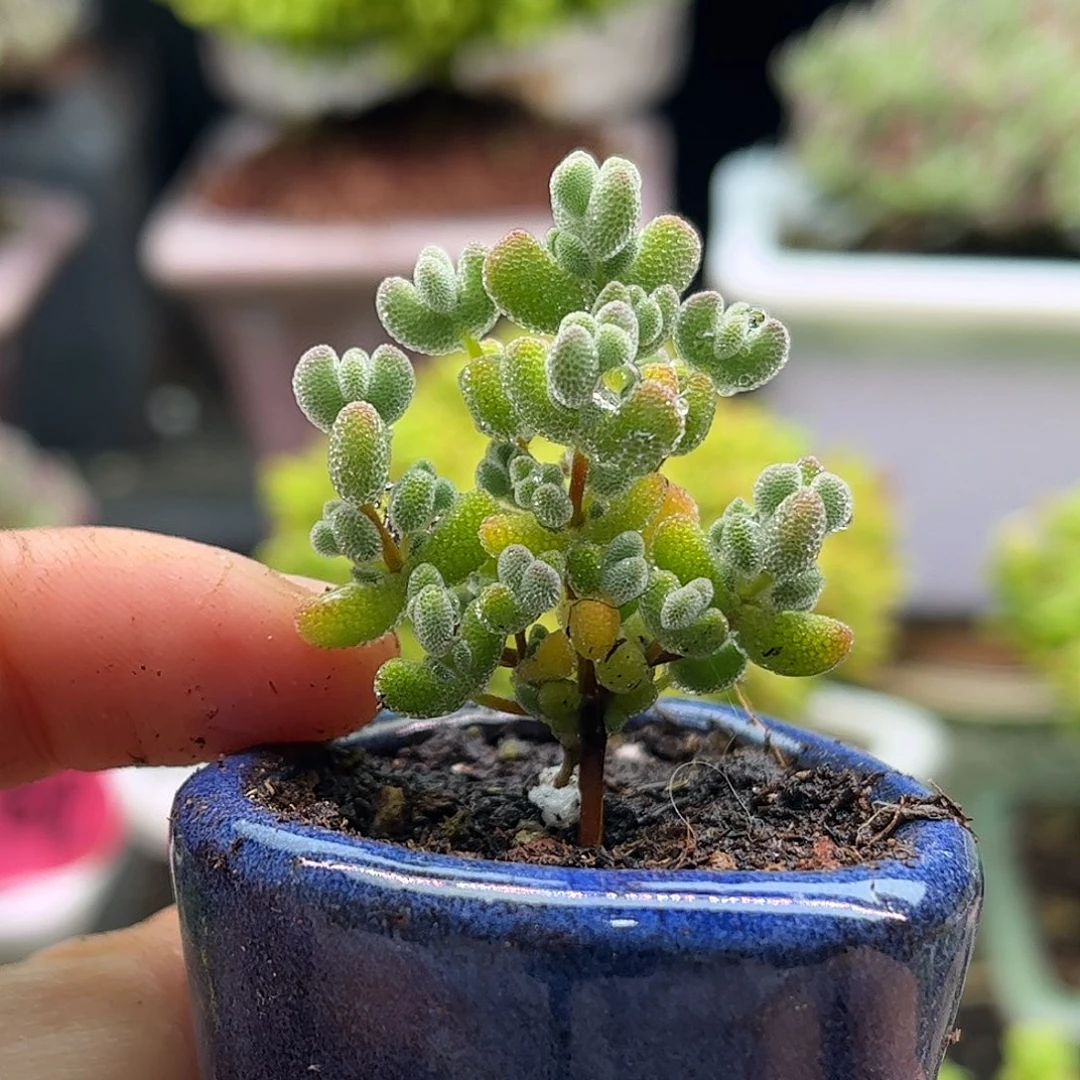 46实生莱斯带盆优选