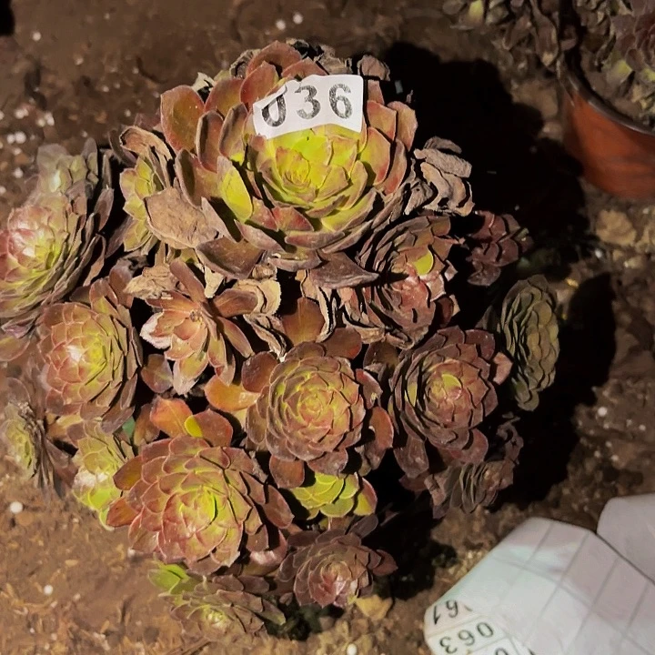 036男爵多肉植物不售后