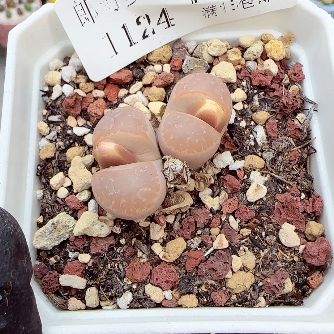 生石花满18包邮1124-169