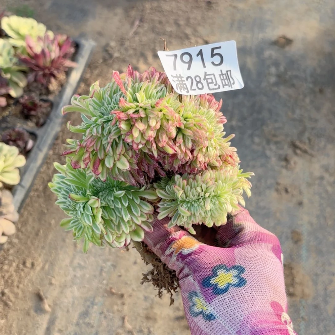 H. 7915金丝菊缀多肉