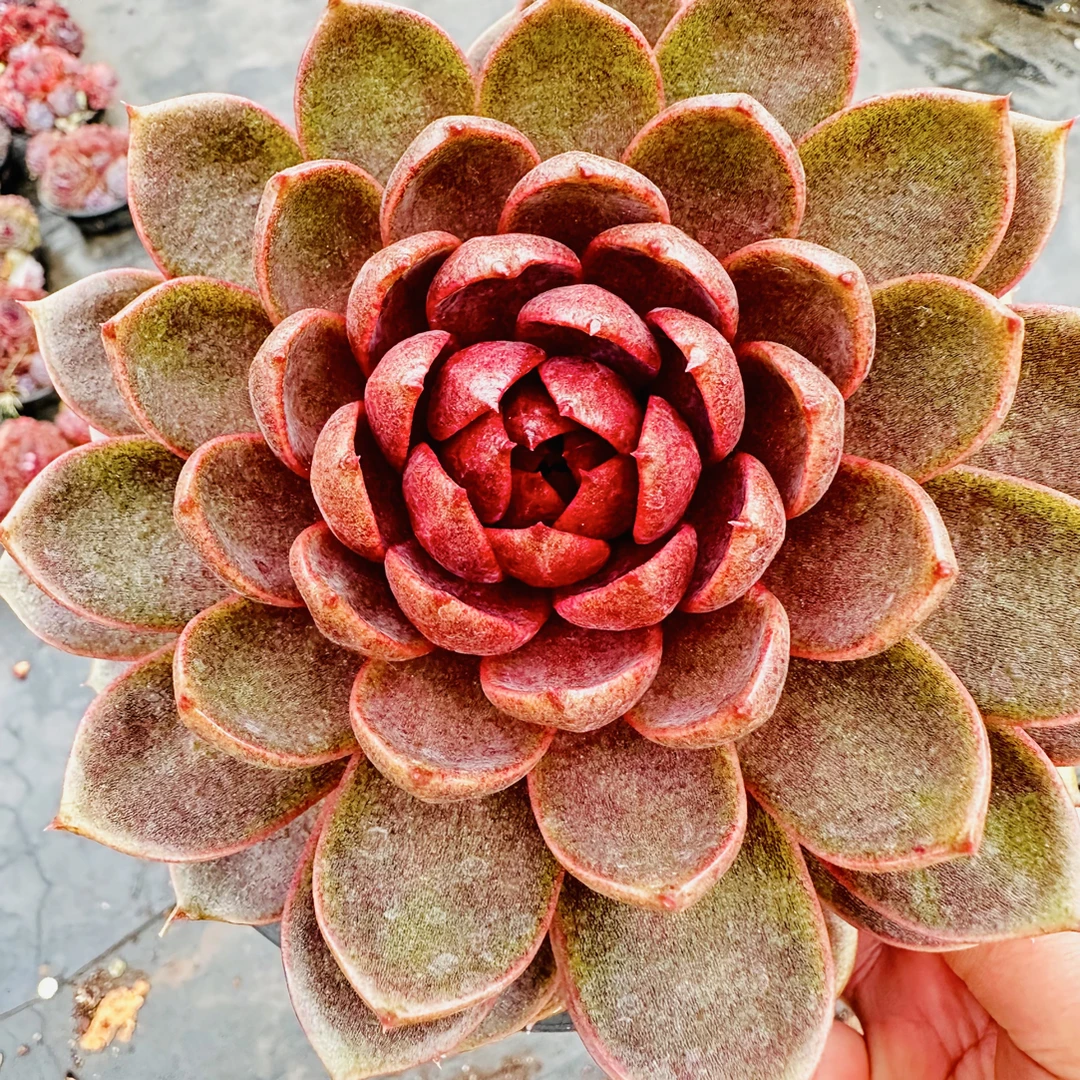 紫玫瑰  金金精品多肉植物