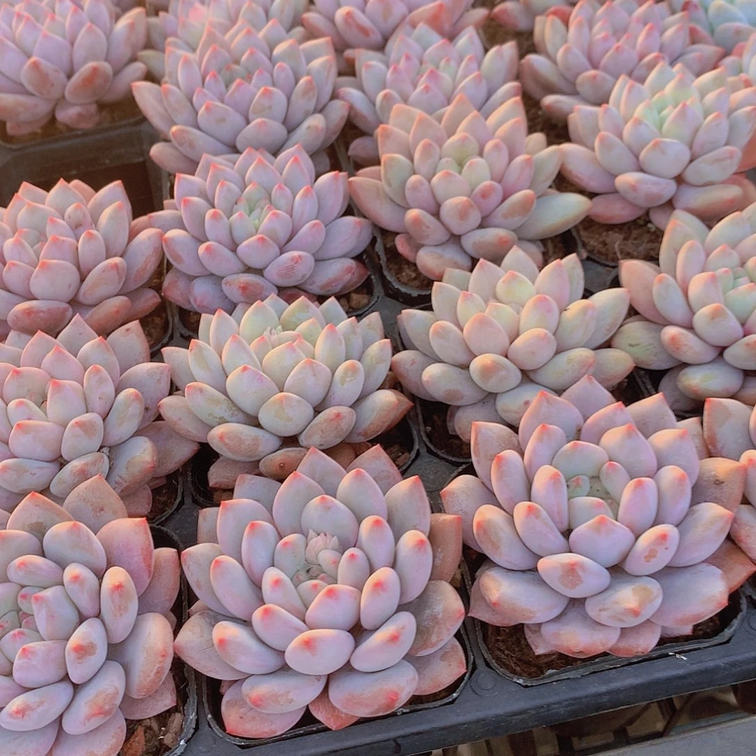 半夏34577899999000