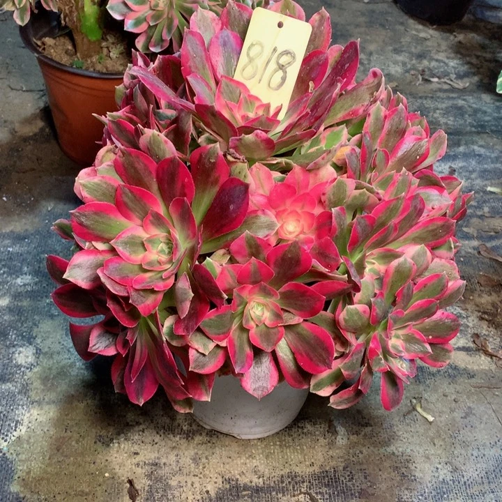 818粉女郎多肉一物一拍