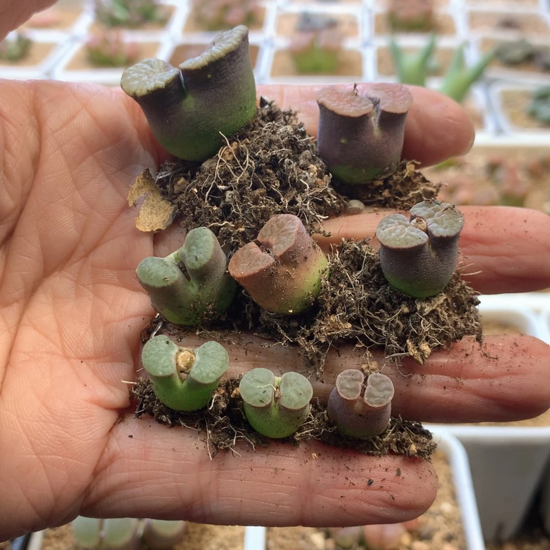 M**.MZ专拍 肉锥植物