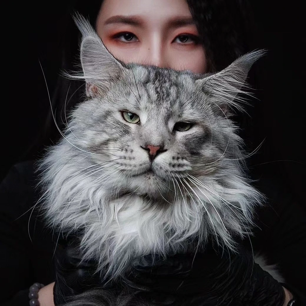 缅因猫幼猫纯种银虎斑活体猫咪—大天使缅因猫舍