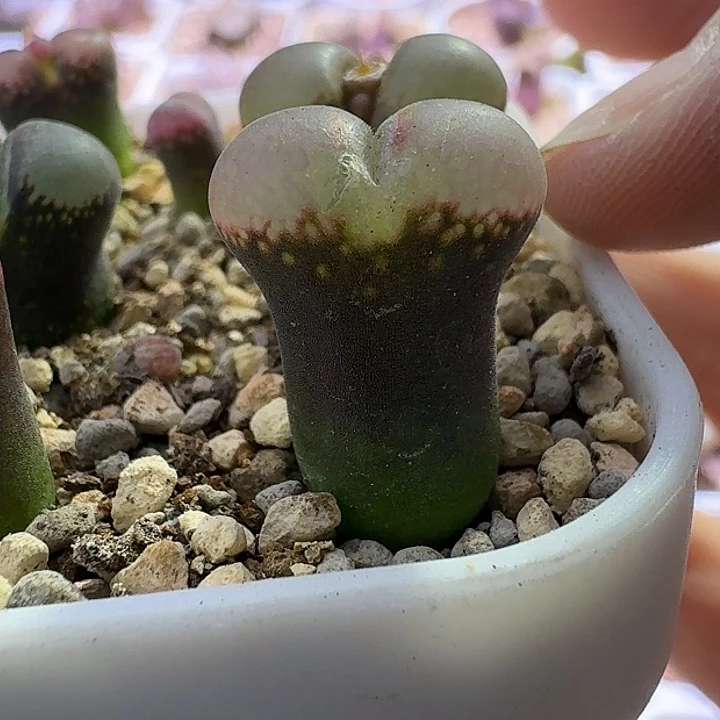 60号单头1.3一物一拍