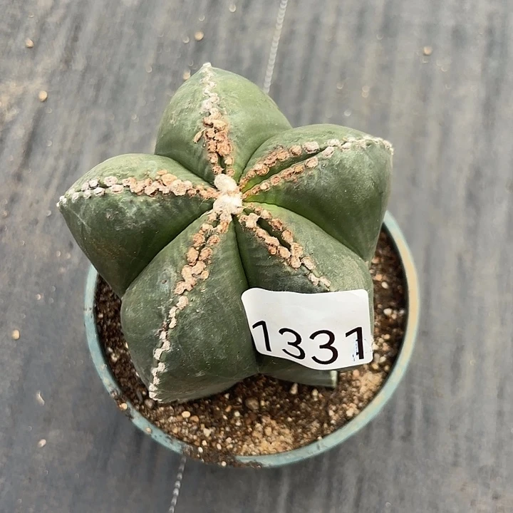 1331 一物一拍浮力