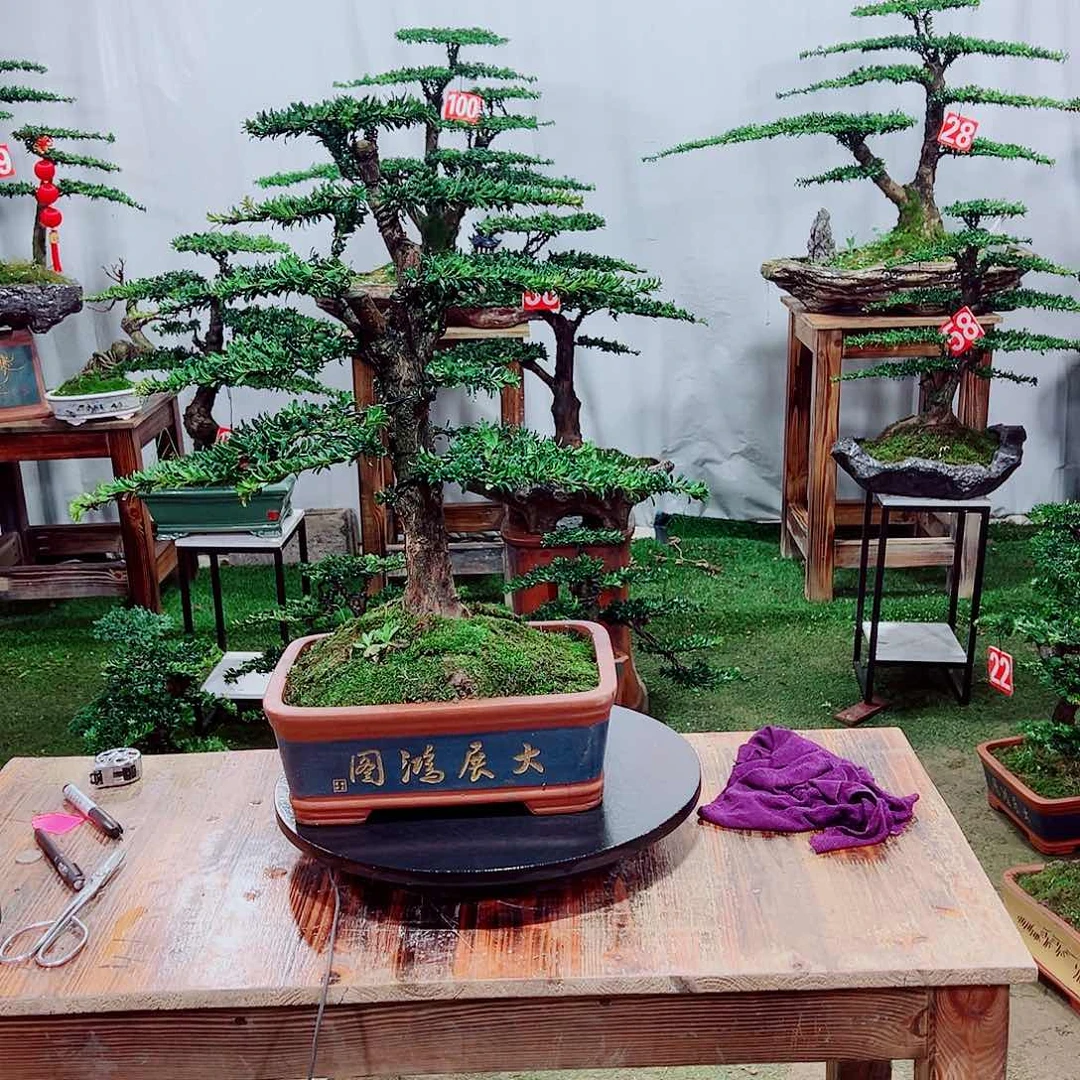 罗汉松小老桩红芽珍珠罗汉松