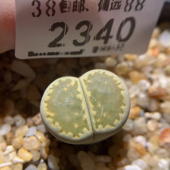 zzz精品生石花2340