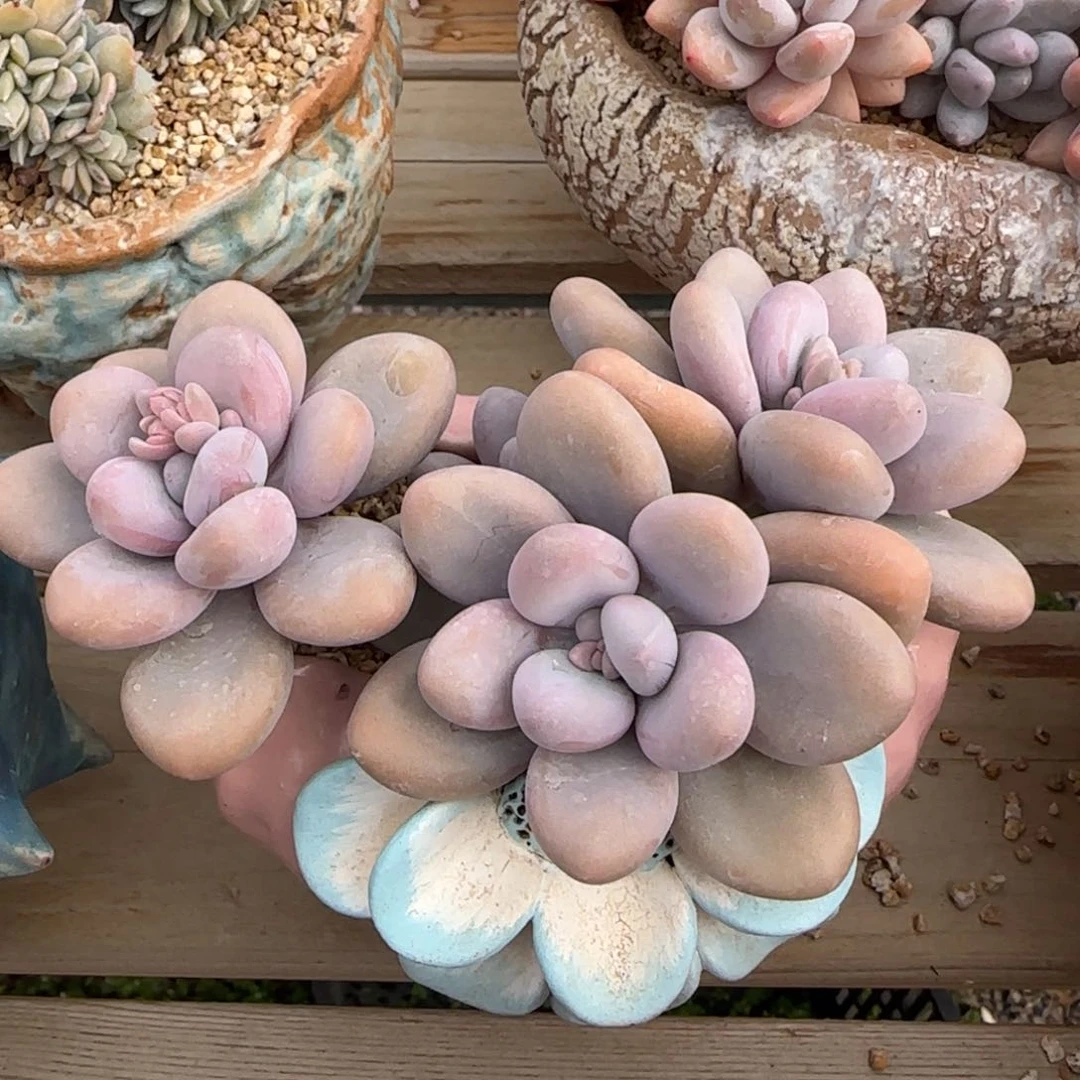 叶植庭多肉：大白兔