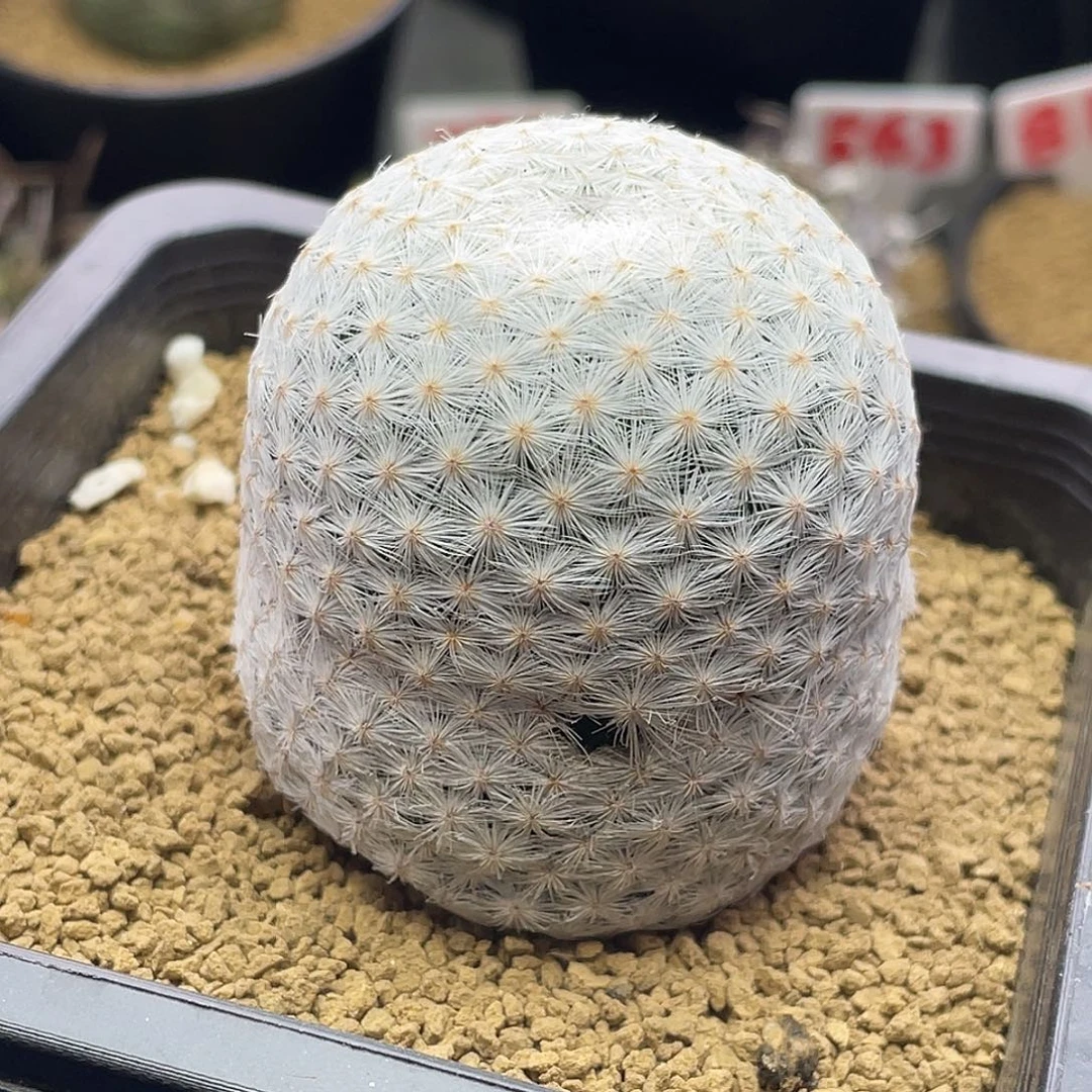 大玉白鸟仙人球微瑕