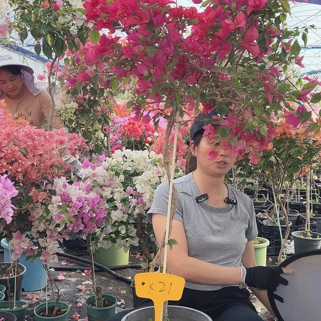 如***水大部分花苞少量开放K21酒红桑巴