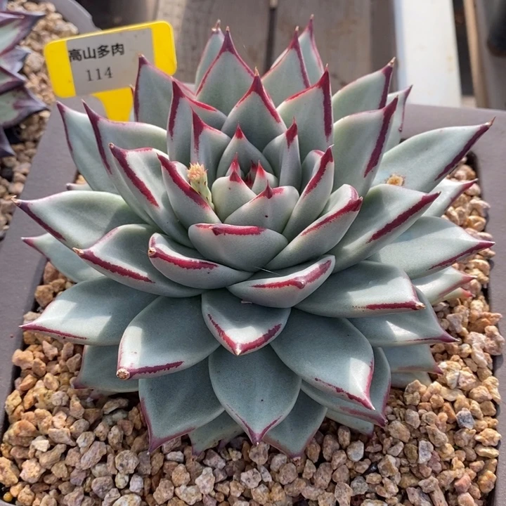 D114- 直播福利 白皮乌木