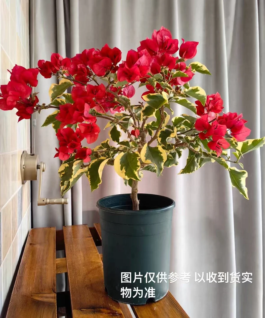 【金边花叶红】【终身包对版】三角梅四季开花爬藤好养护【无售后】