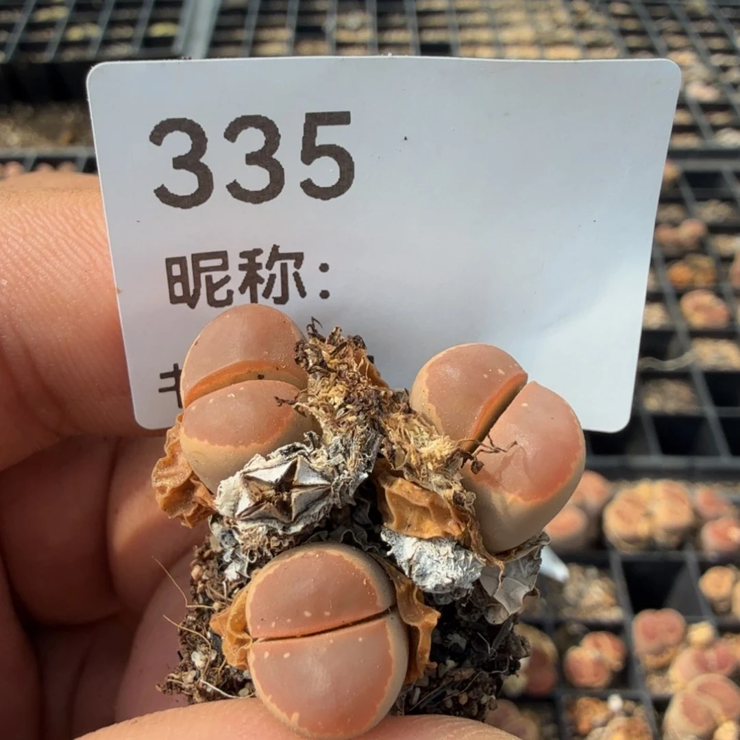 苗***～多肉植物多肉植物多肉植物