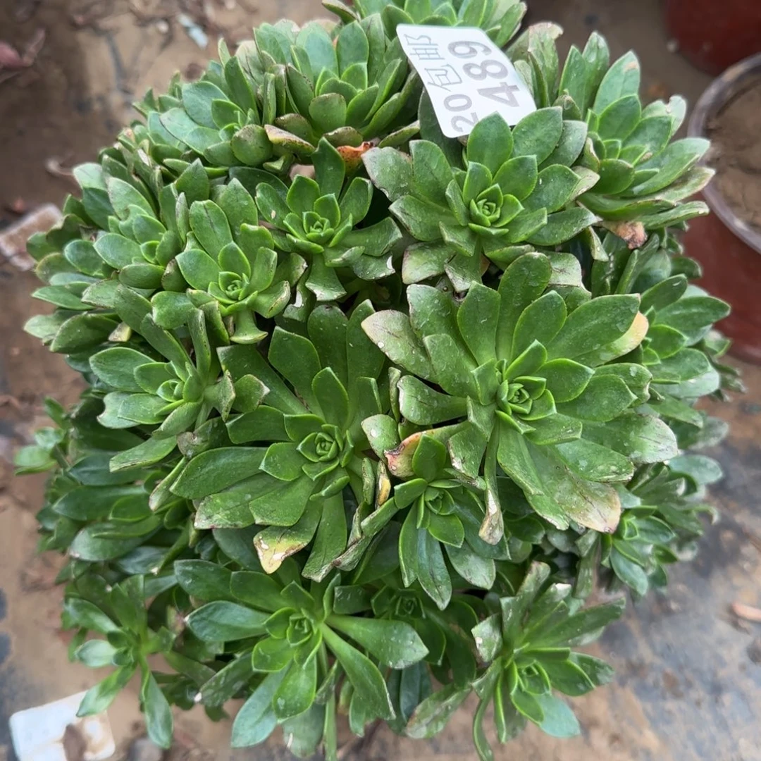 绿茶489满20包邮断枝不包