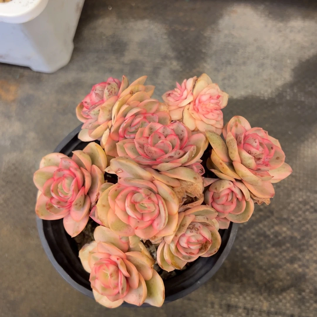 ，，，，，，，，，，，，，，，，，，，，