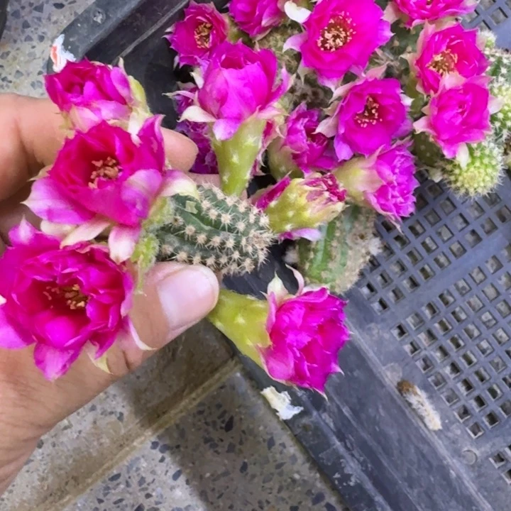 316白檀品红之眼2个无根侧牙小，20包邮