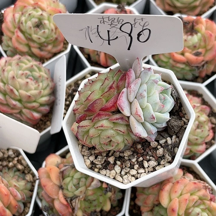 薇薇安园艺多肉1490