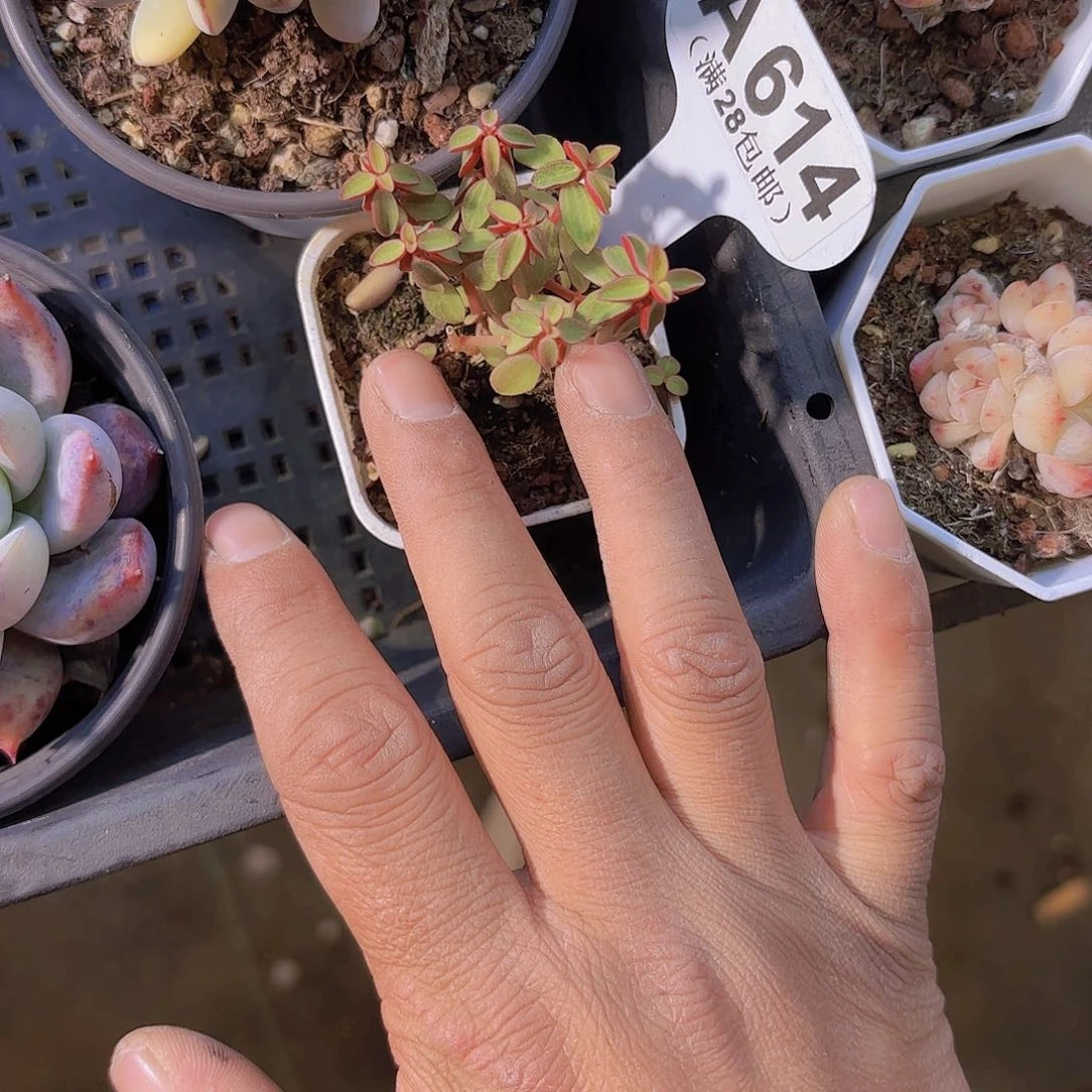 A614椒草一物一拍