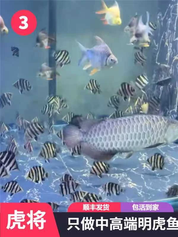 虎鱼，活体印尼虎，活体苏虎小型饲养混养热带鲜活苏门答腊虎鱼