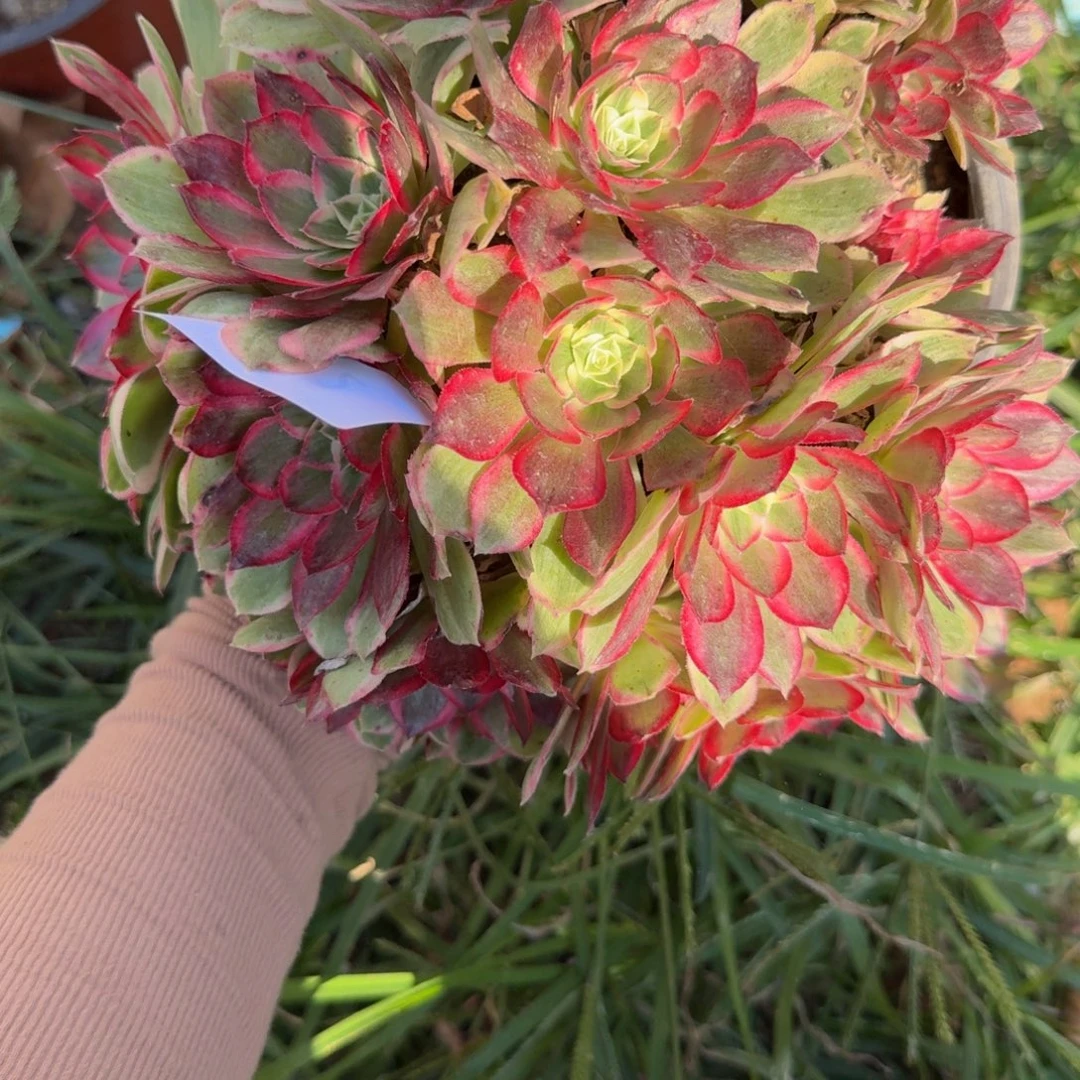612孔雀翎。多肉植物
