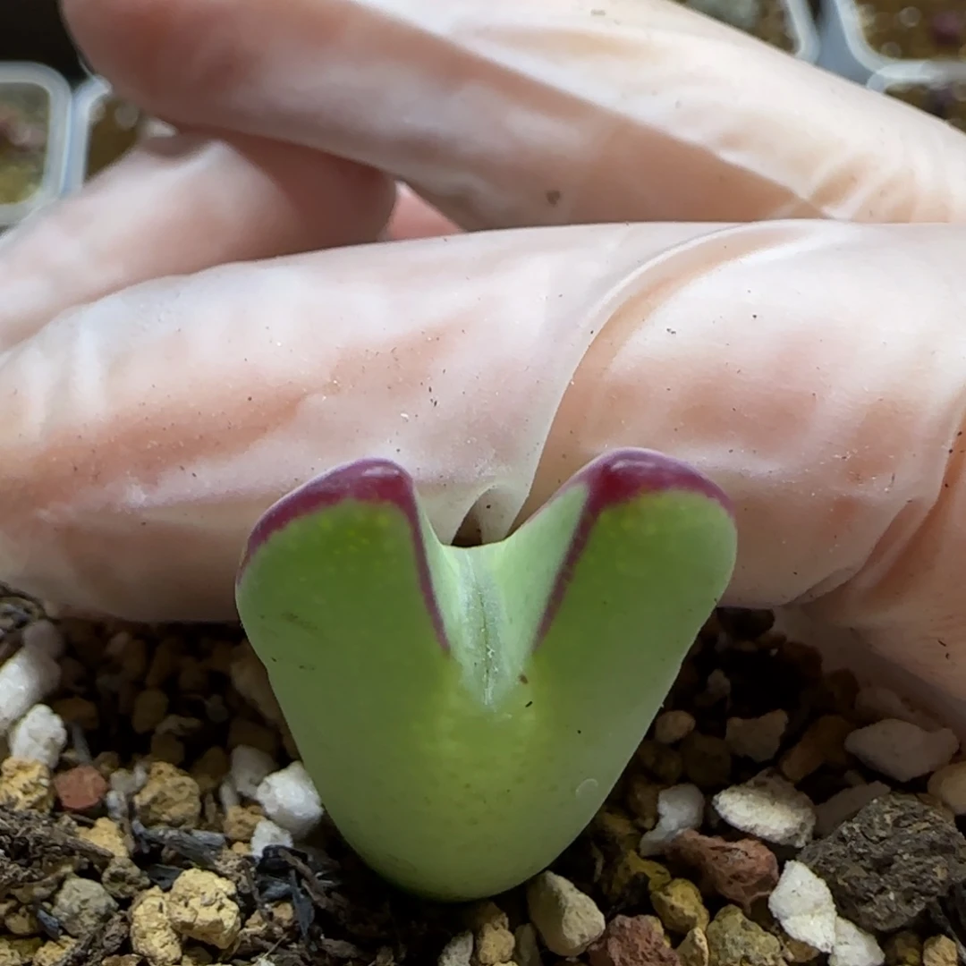 11.4 少将福利。5020