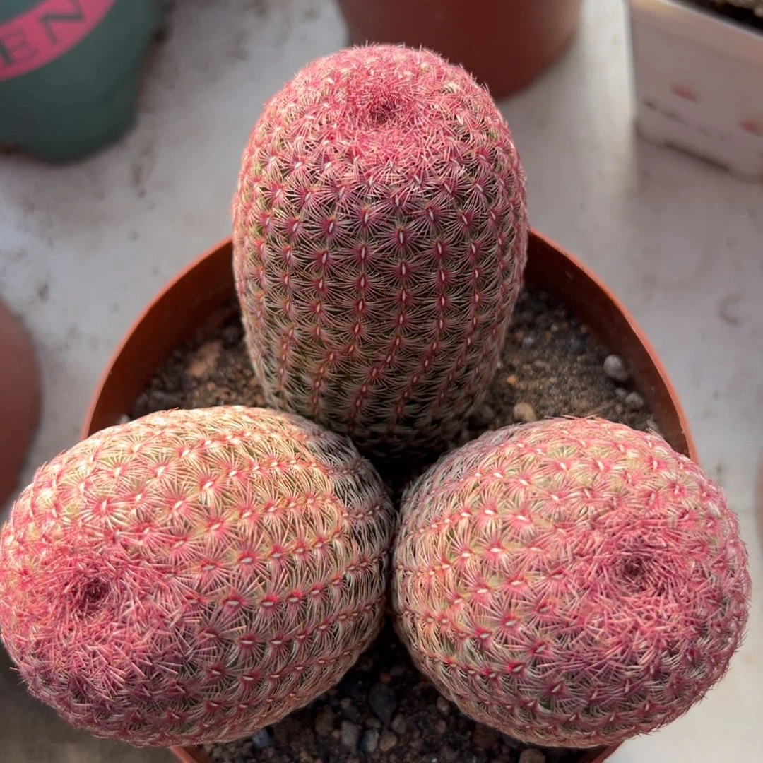 冬***子零零落落 零零落落