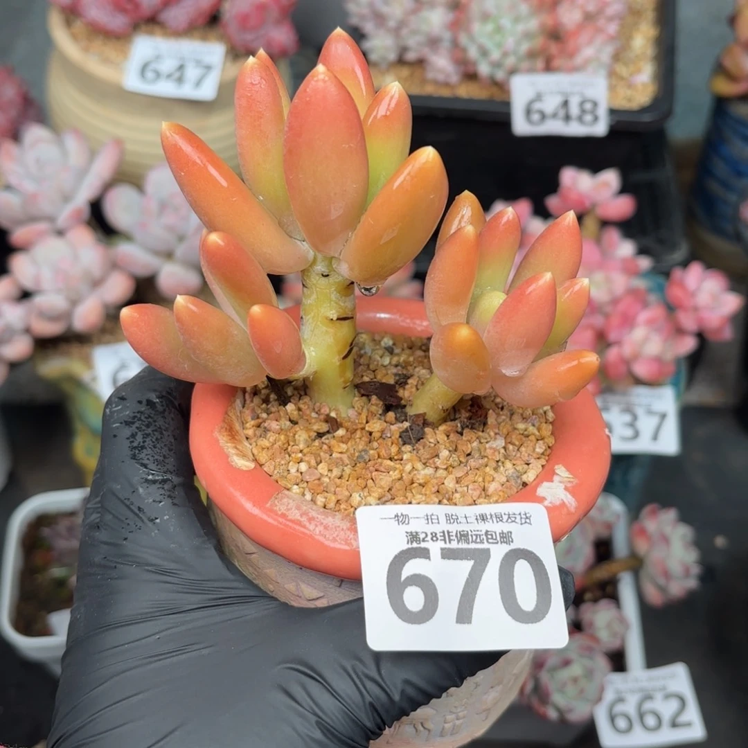 金蟾三头无盆土发货