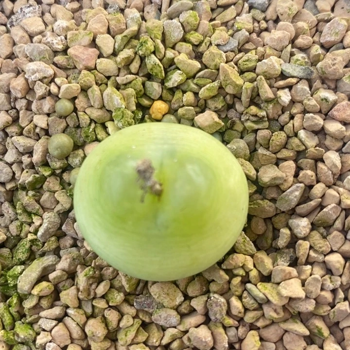 779一颗一颗一颗