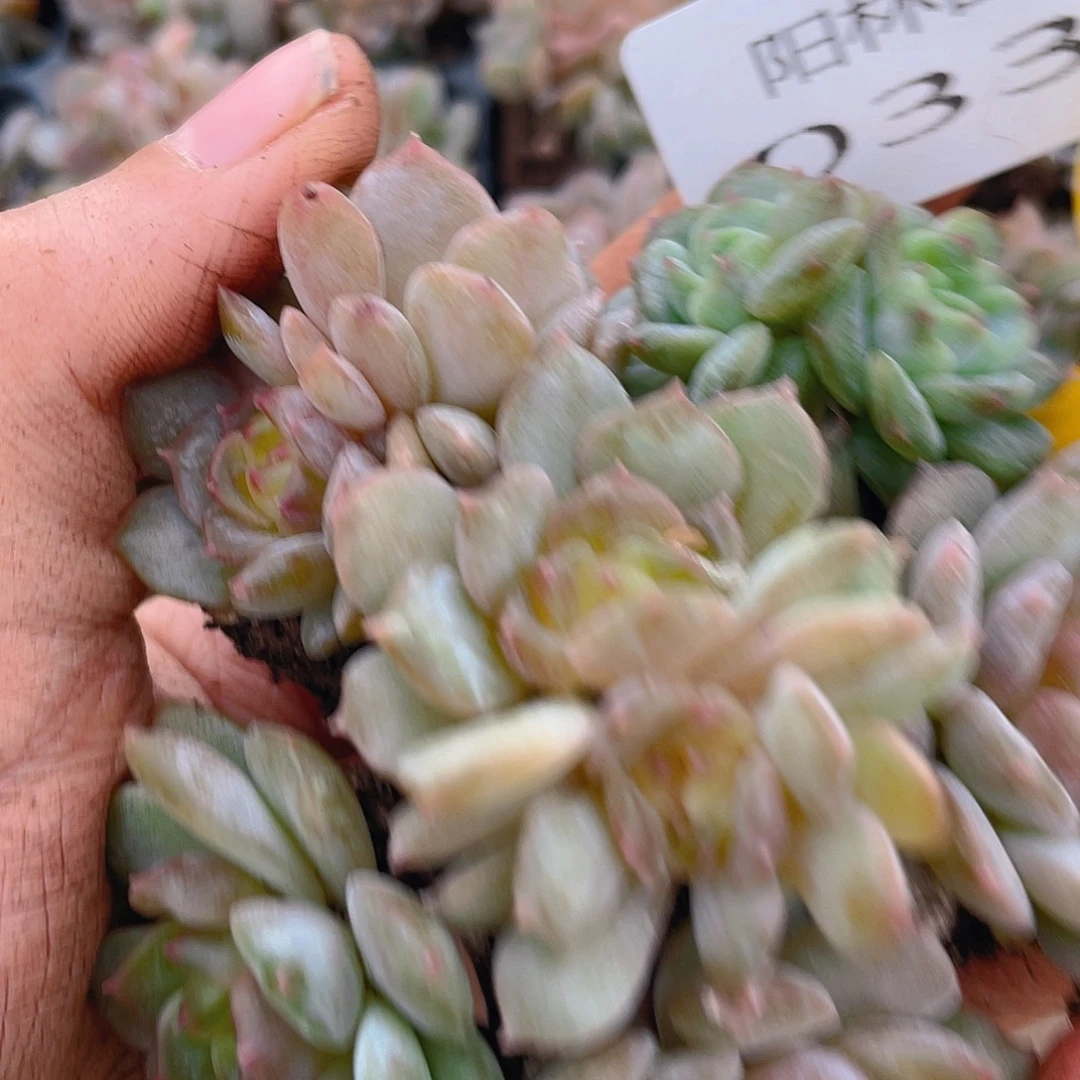 量拍多肉植物多肉植物336