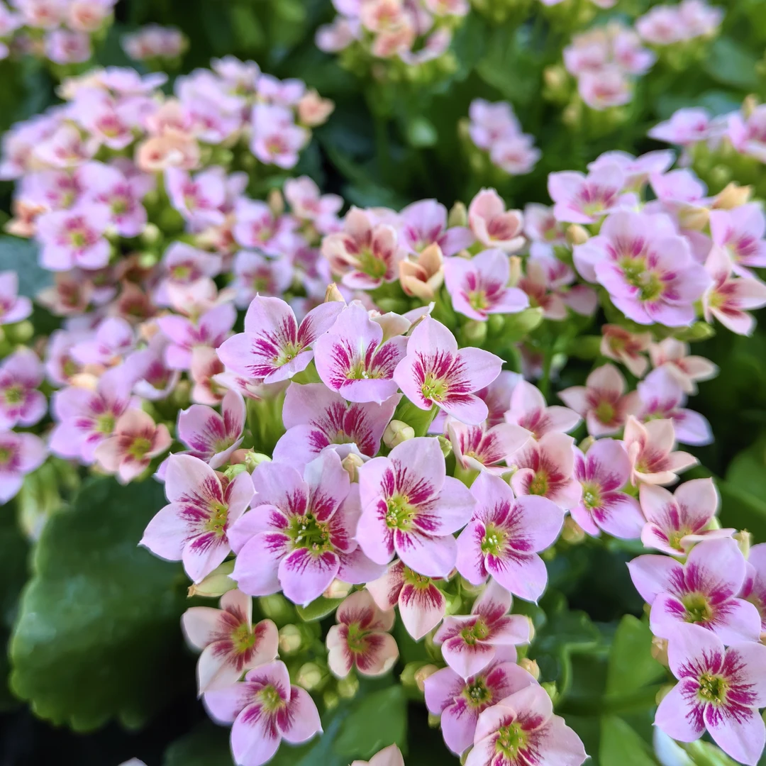 诗雨单瓣（130盆）