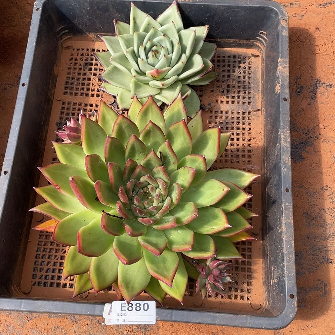 若如东云组拍E880